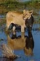 142 Okavango Delta, leeuwin